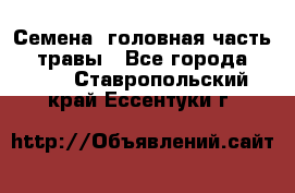 Семена (головная часть))) травы - Все города  »    . Ставропольский край,Ессентуки г.